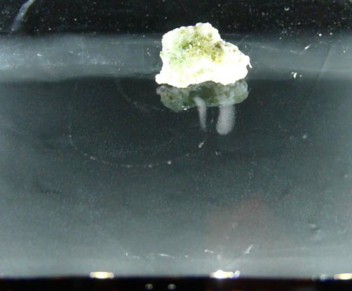 trinitite beta particle